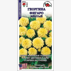 Георгина Фигаро Желтый /Сотка/ 7 шт