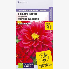 Георгина Фигаро Красная махровая/ Семена Алтая 5 шт.