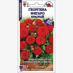 Георгина Фигаро Красный /Сотка/ 7 шт