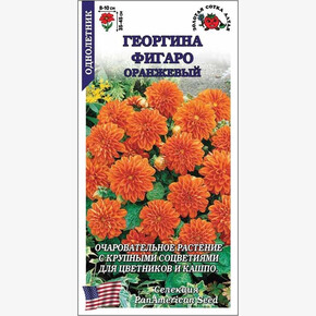 Георгина Фигаро Оранжевый /Сотка/ 7 шт