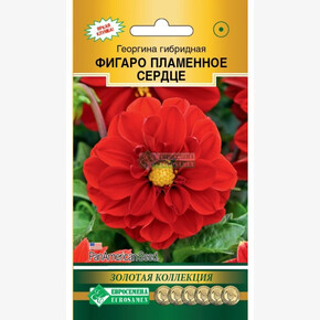 Георгина ФИГАРО Пламенное Сердце (7 шт)/ Евросемена