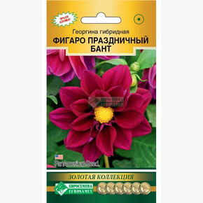 Георгина ФИГАРО Праздничный Бант (7 шт)/ Евросемена