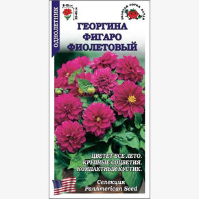 Георгина Фигаро Фиолетовый /Сотка/ 7 шт