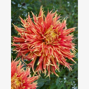 Георгина Шоу Енд Телл