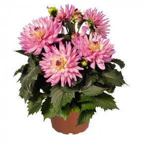 Георгина XXL ВЕРАКРУЗ