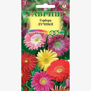 Гербера Лучики/ Гавриш