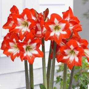 Гиппеаструм Ай Катчер, 13/15/ Колор Лайн