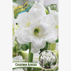 Гиппеаструм Сонатини АЛЯСКА