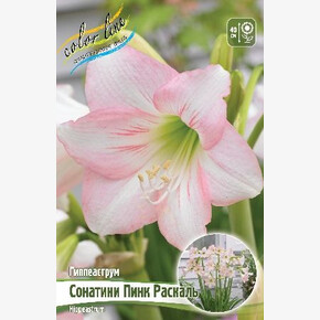 Гиппеаструм Сонатини ПИНК РАСКАЛЬ