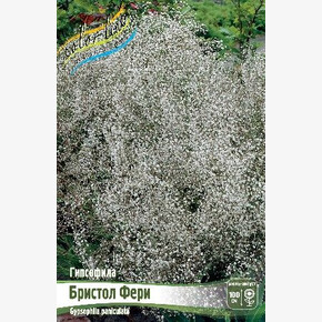 ГИПСОФИЛА БРИСТОЛ ФЕРИ