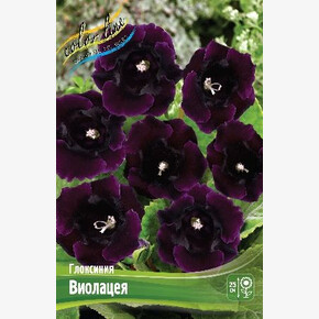 Глоксиния Виолацеа