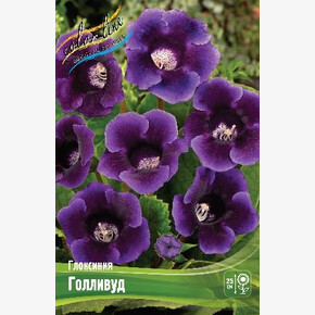 Глоксиния Голливуд