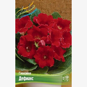 Глоксиния Дефианс