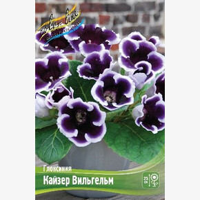 Глоксиния Кайзер Вильгельм