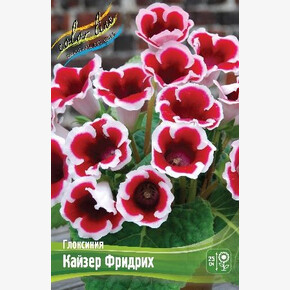 Глоксиния Кайзер Фридрих