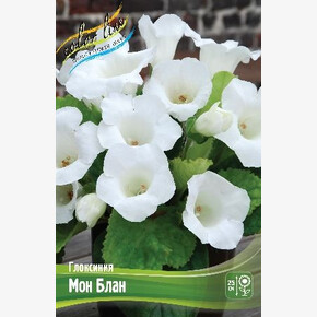 Глоксиния Мон Блан