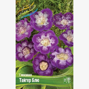 Глоксиния Тайгер Блю