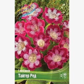 Глоксиния Тайгер Ред