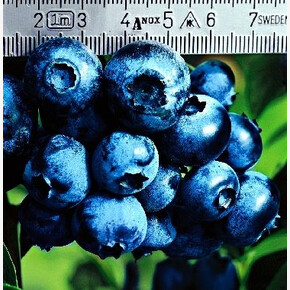 Голубика Патриот P9