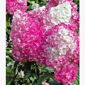 Гортензия Ванилле Фрайз P12