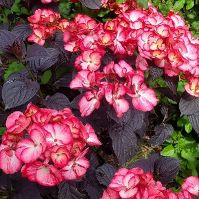 Гортензия Дарби Чоко Блэк Вельвет (ОКС, бигпак из 5 раст.) ОКС, 3-6 Br