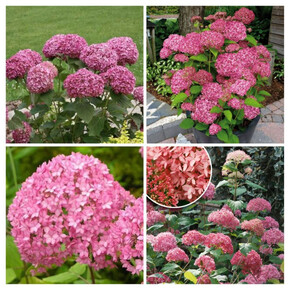 гортензия древовидная БЕЛЛА АННА кассета/черенок/шт