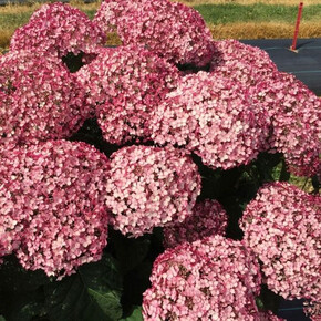 гортензия древовидная КЭНДИБЕЛЛ БАБЛГАМ ОКС 3-6 веток