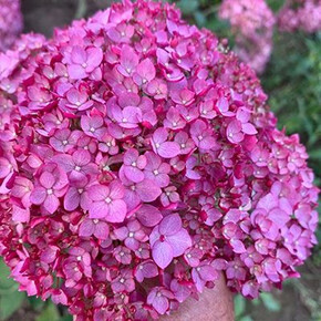 гортензия древовидная КЭНДИБЕЛЛ ВАЙНГАМ ОКС 3-5 веток