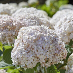 гортензия древовидная КЭНДИБЕЛЛ МАРШМЕЛЛОУ ОКС 3-6 веток