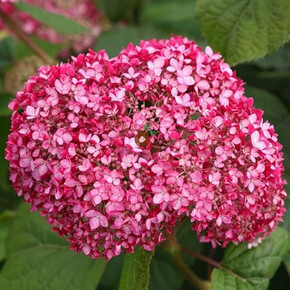 гортензия древовидная КЭНДИБЕЛЛ СОРБЕТ Р9