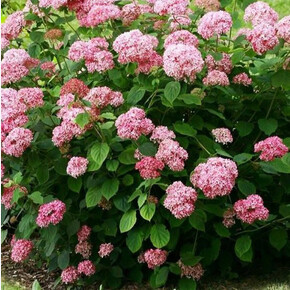 гортензия древовидная КЭНДИБЕЛЛ СТЕНД АП ПИНК Р9
