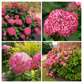 гортензия древовидная МЭДЖИКАЛ ПИНКЕРБЕЛЛ кассета/черенок/шт