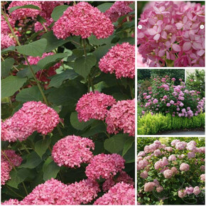 гортензия древовидная ПИНК АННАБЕЛЛЬ ОКС 3-5 веток
