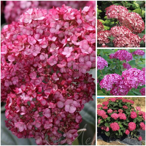 гортензия древовидная РУБИ АННАБЕЛЛЬ ОКС 3-5 веток