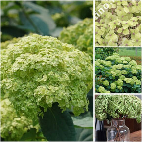 гортензия древовидная САБЛАЙМ АННАБЕЛЛЬ ОКС 3-5 веток