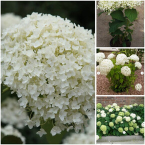 гортензия древовидная СТРОНГ АННАБЕЛЛЬ ОКС 3-5 веток