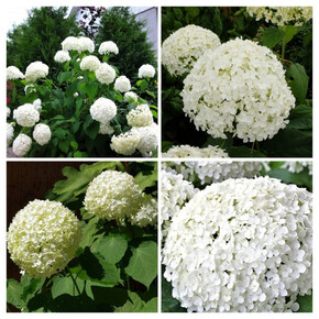 гортензия древовидная УАЙТ БОЛЛ кассета/черенок/шт