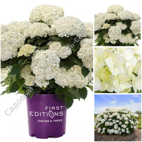 гортензия древовидная ФЛАУЭР ВАУ Р9