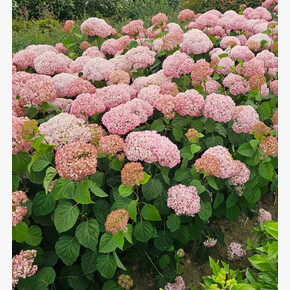 Гортензия Кандибелле Стендап Пинк P12