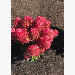 Гортензия Литтл Роузи , Living® (Европа) P8