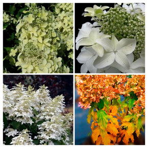 гортензия метельчатая ДЕГУДО кассета/черенок/шт