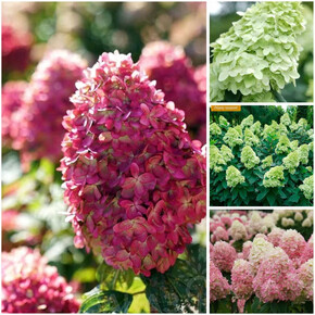 гортензия метельчатая ЛАЙМ ЛАЙТ ПРАЙМ ОКС 3-5 веток