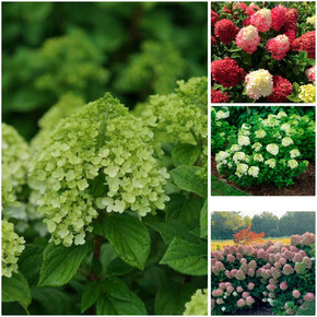 гортензия метельчатая ЛИТТЛ ЛАЙМ ПАНЧ ОКС 3-5веток