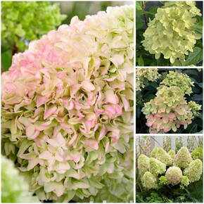 гортензия метельчатая ЛИТТЛ ФРЕСКО ОКС 2-3 веток