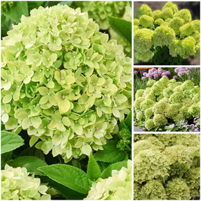 гортензия метельчатая ЛИТТЛ ЭППЛ ОКС 4-6веток