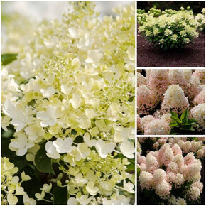 гортензия метельчатая МИЛК ЭНД ХАНИ ОКС 6-8веток