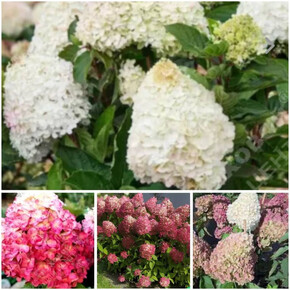 гортензия метельчатая МЭДЖИКАЛ МАУНТ МАЛИНЧ ОКС 3-6веток