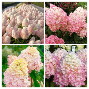 гортензия метельчатая МЭДЖИКАЛ СВИТ САММЕР кассета/черенок/шт