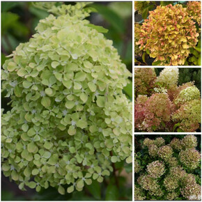 гортензия метельчатая РОМАНТИК АЙС жемчужина фестиваля ОКС 4-6веток