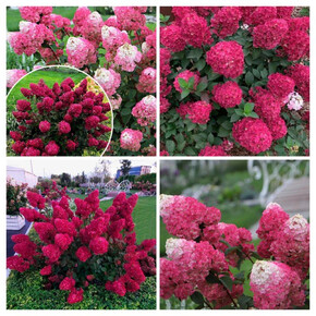 гортензия метельчатая САМАРСКАЯ ЛИДИЯ (ФРАМБУАЗИН) кассета/черенок/шт
